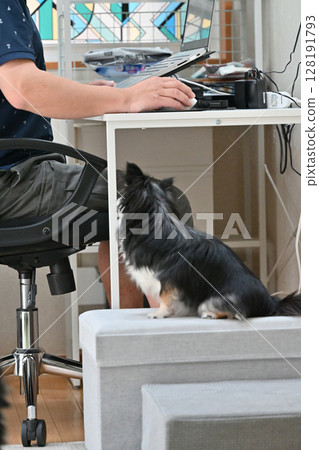 A male owner interacts with his pet dog, Chihuahua, while working on a PC A male owner interacts with his pet dog, Chihuahua, while working on a PC 128191793