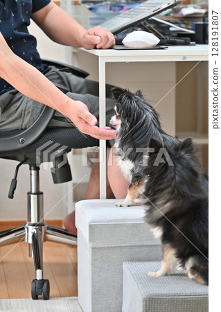 A male owner interacts with his pet dog, Chihuahua, while working on a PC A male owner interacts with his pet dog, Chihuahua, while working on a PC 128191807