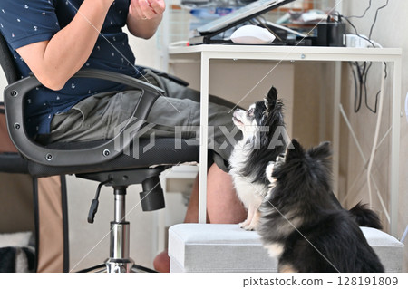 A male owner interacts with his pet dog, Chihuahua, while working on a PC 128191809