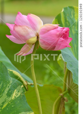 幸福的雙人 128191949