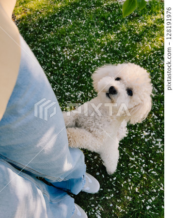 Adorable small white dog standing on its hind legs, playfully interacting with its owner amidst picturesque backdrop of springtime blossoms and lush green grass. White puppy balancing on back legs 128191976