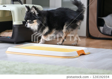 老狗在客廳消磨時間，老狗，長毛吉娃娃 128192034