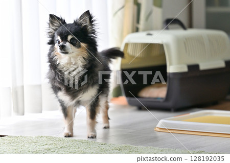 老狗在客廳消磨時間，老狗，長毛吉娃娃 128192035