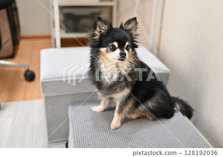 老狗在客廳消磨時間，老狗，長毛吉娃娃 128192036