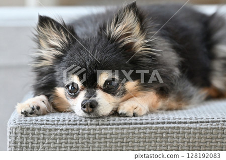 在客廳休息的老狗，老狗，長毛吉娃娃 128192083