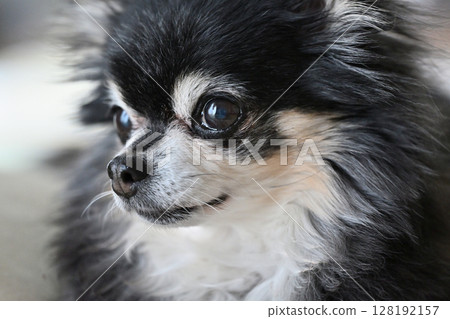 吉娃娃，一隻表情溫柔的老年犬 128192157