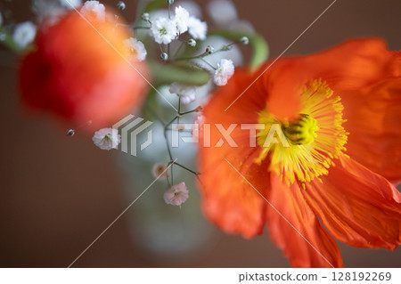 罌粟花A5 128192269