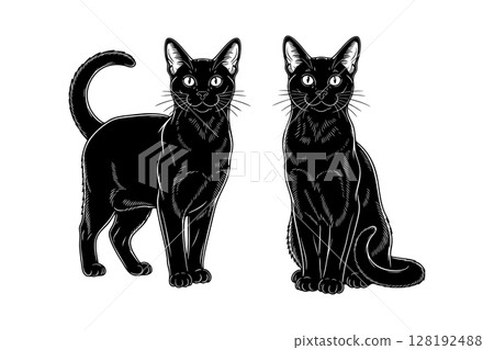 Vector of en elegant outline illustration of two Bombay cats, one standing and one sitting, highlighting their sleek black coats. Pet. 128192488