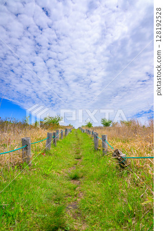 Scenery of the Mt. Takabocchi hiking trail [Nagano Prefecture] 128192528