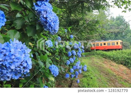 小湊鐵道“藍色繡球花和懷舊柴油車” 128192770