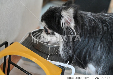 My dog Chihuahua drinking water 128192848
