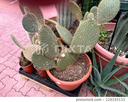 Cactus plants in clay pots with dry soil Cactus plants in clay pots with dry soil 128193133
