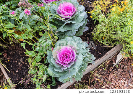 Fresh violet Cabbage plant leaves. Bed of ornamental cabbage Fresh violet Cabbage plant leaves. Bed of ornamental cabbage 128193138
