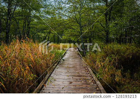 北海道釧路沼澤地 北海道釧路沼澤地 128193213