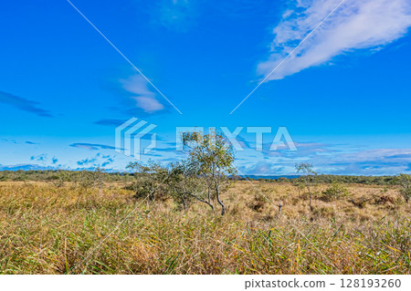 北海道釧路濕原的秋天 128193260