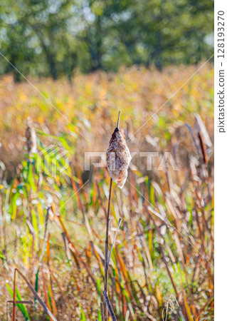 北海道釧路濕原的秋天 128193270