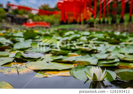 Scenery of Takayama Inari Shrine, Aomori Prefecture 128193412