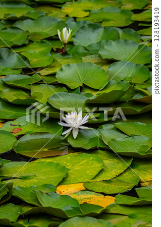 Scenery of Takayama Inari Shrine, Aomori Prefecture 128193419