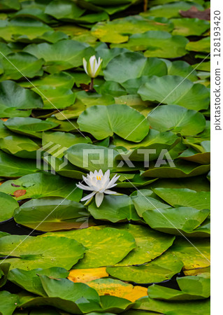 Scenery of Takayama Inari Shrine, Aomori Prefecture 128193420