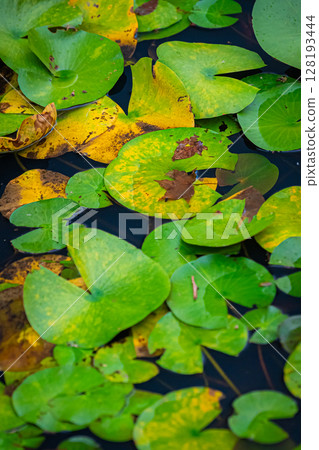 Scenery of Takayama Inari Shrine, Aomori Prefecture 128193444