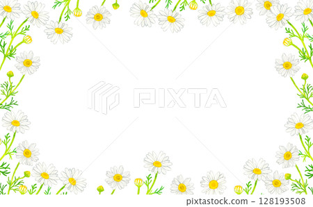 Chamomile frame (Hand-drawn watercolor illustration background material of herbs) Chamomile frame (Hand-drawn watercolor illustration background material of herbs) 128193508