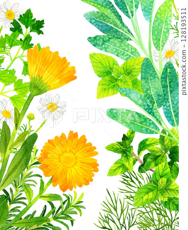 各種草藥的背景手繪水彩插畫素材 128193511