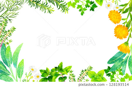 各種草藥的框架（手繪水彩插圖背景素材） 128193514