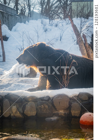 Sapporo Maruyama Zoo Himalayan bear Sapporo Maruyama Zoo Himalayan bear 128193681