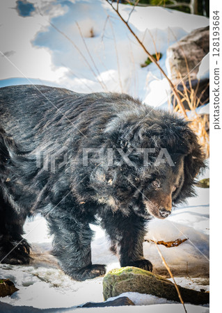 Sapporo Maruyama Zoo Himalayan bear 128193684