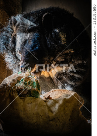 Sapporo Maruyama Zoo Himalayan bear 128193690