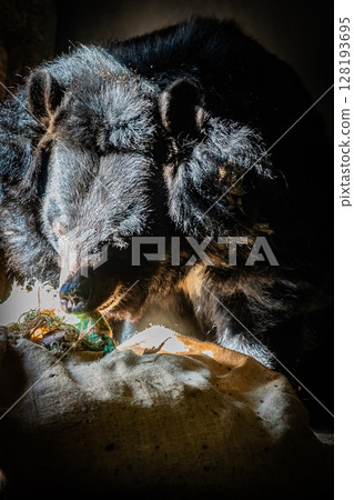 Sapporo Maruyama Zoo Himalayan bear 128193695