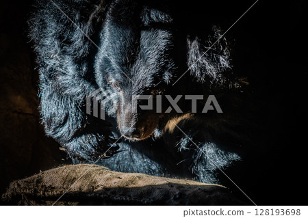 Sapporo Maruyama Zoo Himalayan bear 128193698