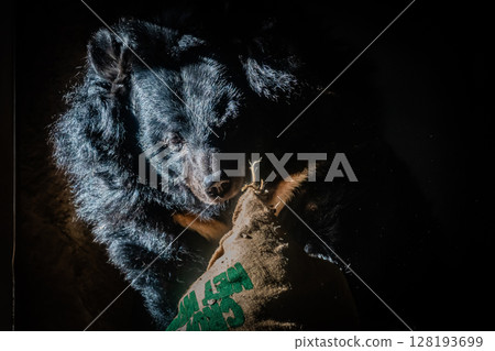 Sapporo Maruyama Zoo Himalayan bear 128193699