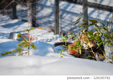 札幌市圓山動物園小熊貓 128193782