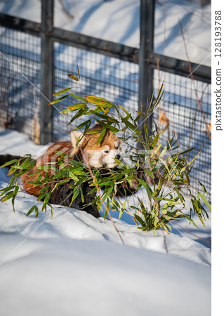 Sapporo Maruyama Zoo Red Panda Sapporo Maruyama Zoo Red Panda 128193788