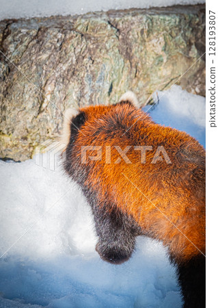 Sapporo Maruyama Zoo Red Panda 128193807