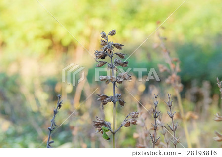 Farming and harvesting. Sunny day. Sage seeds grow in vegetable garden in autumn. Dry Salvia grows in autumn. 128193816