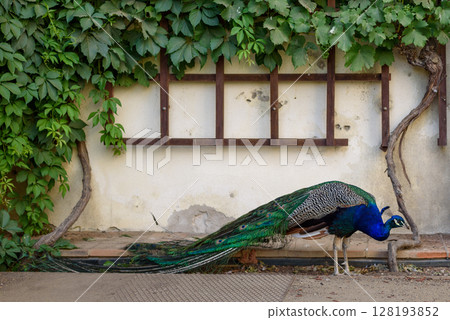 Peacock at Waldstein Garden and baroque Wallenstein Palace in Mala Strana district in Prague, Czechia Peacock at Waldstein Garden and baroque Wallenstein Palace in Mala Strana district in Prague, Czechia 128193852