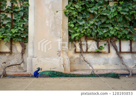Peacock at Waldstein Garden and baroque Wallenstein Palace in Mala Strana district in Prague, Czechia Peacock at Waldstein Garden and baroque Wallenstein Palace in Mala Strana district in Prague, Czechia 128193853