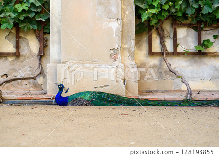Peacock at Waldstein Garden and baroque Wallenstein Palace in Mala Strana district in Prague, Czechia 128193855
