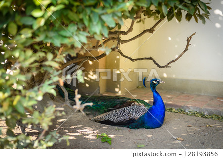 Peacock at Waldstein Garden and baroque Wallenstein Palace in Mala Strana district in Prague, Czechia 128193856