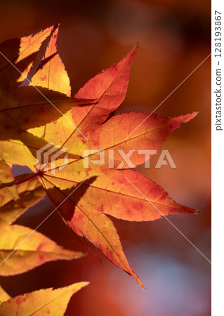 maple, yellow leafe, autumn 128193867