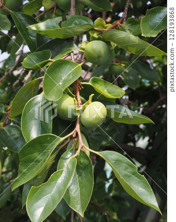 Persimmon branch with green fruit (early summer persimmon before it turns color) Persimmon branch with green fruit (early summer persimmon before it turns color) 128193868
