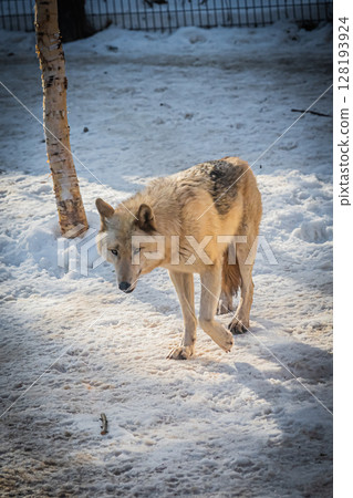 Sapporo Maruyama Zoo: Gray wolves 128193924