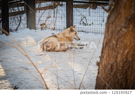 Sapporo Maruyama Zoo: Gray wolves 128193927