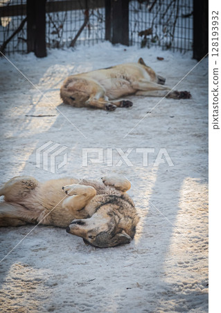 Sapporo Maruyama Zoo: Gray wolves 128193932