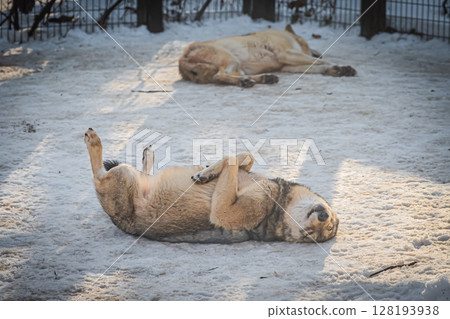Sapporo Maruyama Zoo: Gray wolves 128193938