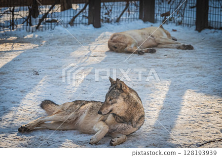札幌市圓山動物園:灰狼 札幌市圓山動物園:灰狼 128193939