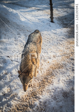 Sapporo Maruyama Zoo: Gray wolves 128193941