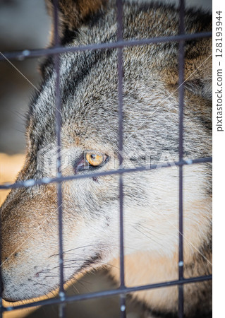 Sapporo Maruyama Zoo: Gray wolves 128193944
